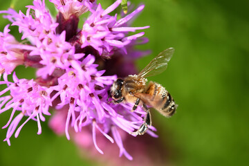 Sticker - abeille butinant