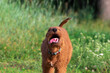 A very funny Irish Terrier dog running in the camera on the grass outdoors with a funny expression of the muzzle on a walk in the woods. A funny pet puppy of a red color runs in nature in a collar.