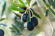 © Austockphoto - Ripe olives on tree at farm