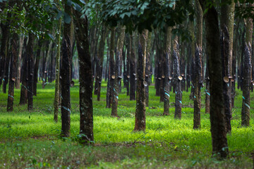 Rubber tree forest, plantation for industrial production