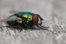 Common Green Bottle Fly On Rock Surface
