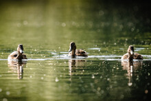 Closeup Of Three Ducks Floating On The Water Surface.