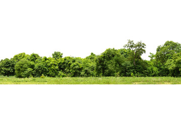 Wall Mural - View of a High definition Treeline isolated on a white background,  Group of tree isolated on white.