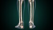 © PIC4U - 3d illustration of human skeleton fibula and tibia bone anatomy.