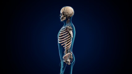 3d illustration of human skeleton anatomy.