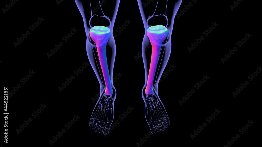 Human skeleton anatomy Tibia Bone 3D Rendering Stock Illustration ...