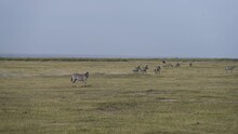 Playful Zebras Flirt With Each Other In The Green Fields Of The Savannah 