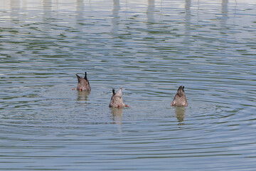 Canvas Print - Bottoms Up!  Three duck bottoms facing upward while fishing