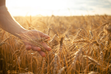 Wall Mural - agronomist checks the quality of the crop. Ripe wheat, a field of barley. A hand against the backdrop of sunset. Love of nature, agricultural business. bread. Grain, profits and losses