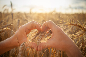 Wall Mural - agronomist checks the quality of the crop. Ripe wheat, a field of barley. A human hand against the backdrop of sunset. Love of nature, agricultural business. bread. Grain, profits. hart