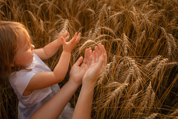 Wall Mural - child and mother are stroking wheat. Ripe barley, harvest of grain for flour and bread. Love of nature, tenderness, happiness. Family in the field at sunset. Trembling touches. spike of wheat