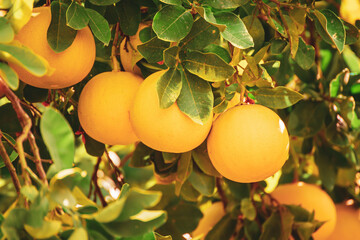 Pomelo fruit in garden