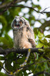 Cute owl chick screaming, young long-eared owl sitting on tree, wild Asio Otus, hungry owl posing, owl portrait, baby hunter growing up, baby raptor