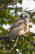 Aristocratic owl chick staring with big brigt eyes, cute long-eared owl sitting on tree, wild Asio Otus, hungry owl posing, owl portrait, young hunter growing up, baby raptor