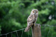 Majestic owl sitting on a fence, wise Long-eared owl, Asio Otus staring with big bright shiny eyes wide open