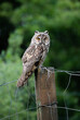 Wise owl sitting on a fence, majestic Long-eared owl portrait, Asio Otus staring with big bright eyes wide open