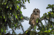 Tired owl bayb staring with big brigt eyes, cute long-eared owl sitting on tree, wild Asio Otus, hungry owl posing, owl portrait, young hunter growing up, baby raptor