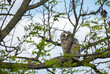 Cute long-eared owl baby sitting on a tree, wild Asio Otus, hungry owl posing, owl portrait, young hunter growing up, baby raptor