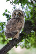 Curious owl chick staring with big bright eyes, cute long-eared owl sitting on tree, wild Asio Otus, hungry owl posing, owl portrait, young hunter growing up, baby raptor