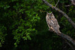 Funny Long-eared owl sitting on tree branch, majestic owl portrait , focused Asio Otus