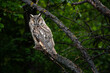 Asio otus, cute owl sitting on tree branch, majestic Long-eared owl, Asio Otus staring with big bright eyes wide open