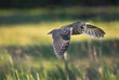 Long-eared owl flying during sunset, hunting owl, Asio otus predator, avian hunter, hunting raptor bird, majestic Long-eared owl, Asio Otus with big bright eye