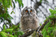 Cute Long-eared owl chick staring with big brigt eyes, Eyes of an owl, curious owl sitting on tree, wild Asio Otus, hungry owl posing, owl portrait, young hunter growing up, baby raptor