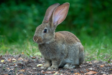 Wall Mural - Wild baby hare. Cute bunnies. Wild animal.