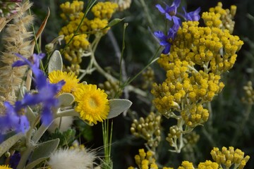 Wall Mural - Yellow and blue different mountain different flowers on a blurred background