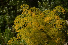 A Large Umbrella Bush Blooms With Yellow Flowers