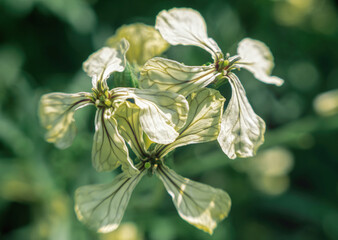 Poster - Fragrant wild flowers of mattiola. Flower background