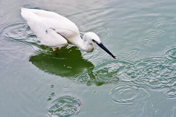 Poster - Portrait of an adorable white hero with a black beak hunting in the water