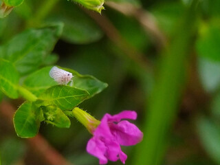Selective focus shot of pink Lungworts