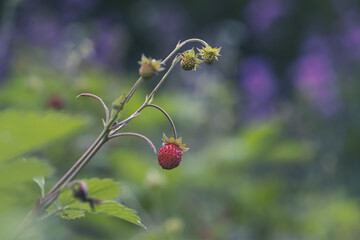 Poster - Closeup shot of growing wild strawberry