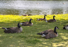 Canada Geese Resting On Lawn Next To A Lake, Daytime, Nobody
