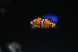 Cute orange Ocellaris clownfish with white stripes in an aquarium