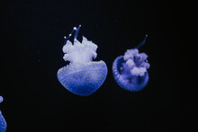 Selective Focus Shot Of A Bluish Jellyfish In An Aquarium Against A Black Background