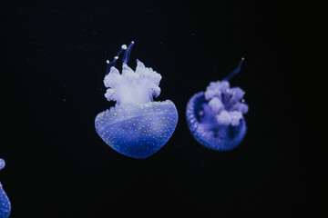 Sticker - Selective focus shot of a bluish jellyfish in an aquarium against a black background