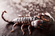 Black scorpion close-up on a dark background with sand. Soft light