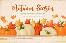 Autumn Season. Colorful Pumpkins And Red, Orange, Yellow Maple Leaves. Background Template For Autumn Holidays And Festivals. Horizontal Banner. Vector Illustration