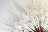 Fototapeta Dmuchawce - Beautiful fluffy dandelion flower on beige background, closeup