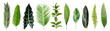 Set with beautiful fern and other tropical leaves on white background. Banner design