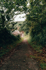 Wall Mural - Beautiful pathway through the forest surrounded by trees, plants and grass on a sunny day