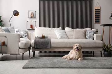 adorable golden retriever dog in living room