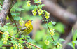 Cape May Warbler perched