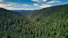 Coastal Redwood Forest In Northern California