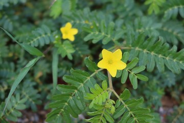 Poster - yellow flower in the garden