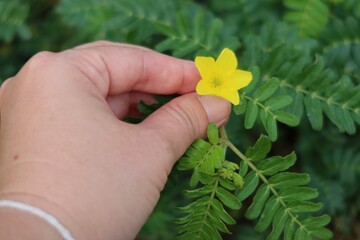 Poster - hand holding a flower