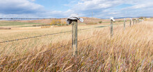 Rural Alberta Countryside Canadian Landscape Along Farmland And Prairie Fields. Barbed Wire Fence With Cowboy Hats Background