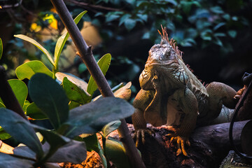 Sticker - Closeup view of a wild iguana between branches on a tree looking towards photographer